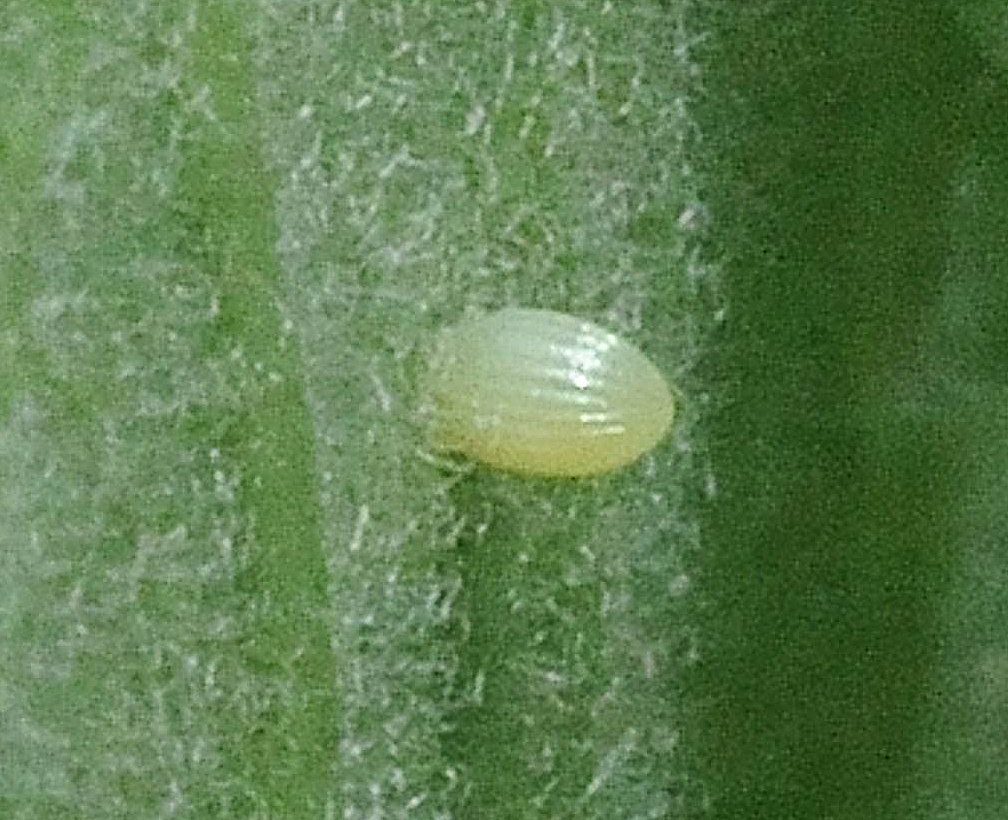 This monarch egg has been deposited on the underside of a milkweed leaf. The egg is very small, about the size of a pinhead. The monarch female usually lays a single egg on the underside of a milkweed leaf; she may lay 300-500 eggs during the course of several weeks. Milkweed is the only plant that monarch larvae will eat, and this makes the existence of milkweed crucial for the monarch’s survival. ..
